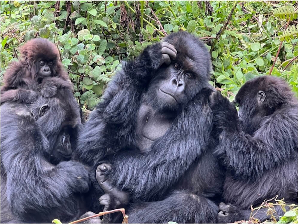 mountain gorilla trek Rwanda, gorilla trekking Rwanda, gorilla trekking Uganda, Rwanda gorilla safari, Uganda gorilla safari, mountain gorilla safari, Rwanda Uganda gorilla tour, gorilla trekking tour, gorilla safari Africa, African gorilla trekking, Volcanoes National Park gorillas, Bwindi gorilla trekking, Volcanoes National Park safari, Bwindi Impenetrable National Park, Rwanda wildlife safari, Uganda wildlife safari, Rwanda safari tours, Uganda safari tours, gorilla trekking permits Rwanda, gorilla trekking permits Uganda, Rwanda gorilla permit, Uganda gorilla permit, gorilla trekking cost Rwanda, gorilla trekking cost Uganda, best time for gorilla trekking, Rwanda gorilla trekking season, Uganda gorilla trekking season, gorilla trekking itinerary, Rwanda gorilla itinerary, Uganda gorilla itinerary, mountain gorilla experience, mountain gorilla encounter, gorilla family trekking, habituated gorilla families, silverback gorilla trekking, gorilla conservation Rwanda, gorilla conservation Uganda, mountain gorilla conservation, responsible gorilla tourism, sustainable gorilla trekking, gorilla trekking adventure, gorilla trekking holiday, gorilla safari holiday, Rwanda adventure safari, Uganda adventure safari, Kigali gorilla tour, Kigali to Volcanoes National Park, Kigali Rwanda safari, Rwanda primate safari, Uganda primate safari, chimpanzee and gorilla safari, gorilla and wildlife safari, Rwanda gorilla and safari, Uganda gorilla and safari, cross-border gorilla safari, Rwanda Uganda safari, Rwanda Uganda adventure, gorilla trekking from Kigali, gorilla trekking from Uganda, Bwindi gorilla safari, Volcanoes gorilla safari, gorilla trekking accommodation, gorilla safari lodges Rwanda, gorilla safari lodges Uganda, luxury gorilla safari Rwanda, luxury gorilla safari Uganda, luxury gorilla trekking, affordable gorilla safari, private gorilla safari, guided gorilla trekking, gorilla trekking guide, gorilla trekking preparation, gorilla trekking packing list, gorilla trekking fitness, gorilla trekking difficulty, gorilla trekking tips, gorilla trekking rules, gorilla safari photography, gorilla trekking photography, gorilla habituation experience, Uganda gorilla habituation, Rwanda rainforest safari, Uganda rainforest safari, Virunga gorilla trekking, Virunga Massif gorillas, endangered mountain gorillas, mountain gorilla habitat, gorilla wildlife experience, gorilla safari itinerary, East Africa gorilla safari, East Africa wildlife safari, African primate safari, gorilla trekking travel guide, Rwanda travel guide, Uganda travel guide, best gorilla safari Africa, best gorilla trekking destination, gorilla trekking with Rock Journeys, Rock Journeys Rwanda safari, Rock Journeys Uganda safari