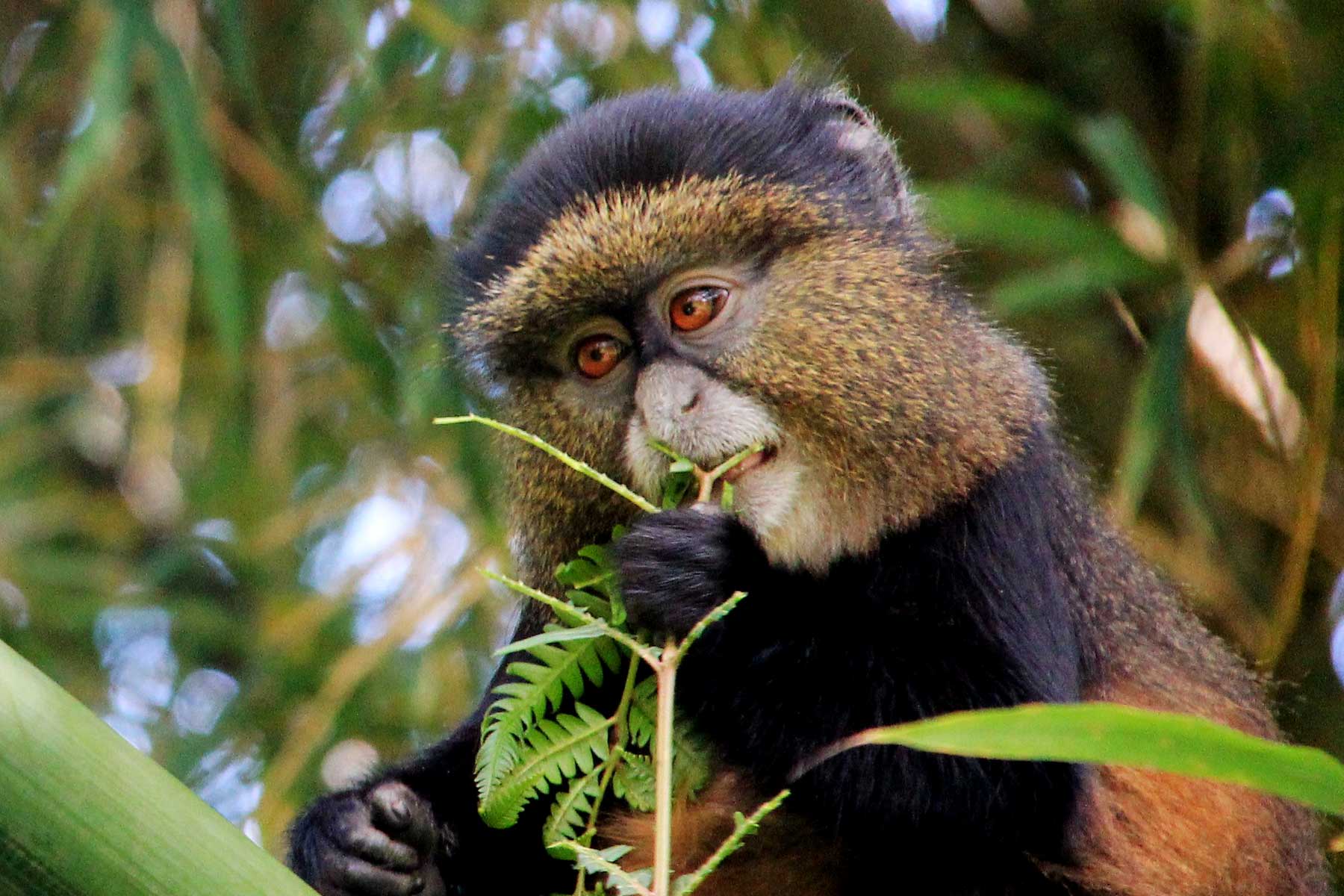Gorilla Trekking Safaris Combined with Other Wildlife Safaris in Rwanda, gorilla trekking Rwanda, Rwanda gorilla safari, Rwanda wildlife safari, gorilla and wildlife safari Rwanda, Rwanda gorilla and Big Five safari, Rwanda Big Five safari, gorilla trekking and safari, Rwanda safari tours, mountain gorilla trekking Rwanda, Volcanoes National Park gorilla trekking, Akagera National Park safari, Nyungwe chimpanzee trekking, Rwanda chimpanzee safari, Rwanda primate safari, golden monkey trekking Rwanda, gorilla and chimpanzee safari Rwanda, Rwanda wildlife tours, Rwanda safari itinerary, Rwanda gorilla safari itinerary, Rwanda adventure safari, luxury Rwanda gorilla safari, private Rwanda safari, Rwanda wildlife holiday, Rwanda safari and gorilla trekking, gorilla trekking holiday Rwanda, best Rwanda gorilla safari, Rwanda safari packages, Rwanda safari holidays, African gorilla safari, East Africa gorilla safari, Rwanda Big Five and gorilla tour, gorilla and Akagera safari, Akagera wildlife safari, Akagera game drives, Akagera boat safari, Rwanda game drive safari, Rwanda safari wildlife, Rwanda rainforest safari, Nyungwe Forest safari, Rwanda primate trekking, chimpanzee trekking Rwanda, golden monkey safari Rwanda, Rwanda gorilla tour, Kigali gorilla safari, Kigali to Volcanoes National Park, Rwanda safari from Kigali, gorilla trekking from Kigali, Rwanda wildlife adventure, Rwanda conservation safari, responsible gorilla tourism Rwanda, sustainable safari Rwanda, gorilla conservation Rwanda, mountain gorilla conservation, Rwanda safari company, Rwanda tour operator, Rwanda travel company, Rock Journeys Rwanda, Rock Journeys safari, Rock Journeys gorilla trekking, gorilla safari with Rock Journeys, Rwanda safari expert, Rwanda gorilla trekking permits, Rwanda gorilla permit, gorilla trekking cost Rwanda, best time for gorilla trekking Rwanda, best time for Rwanda safari, Rwanda safari planning, Rwanda safari guide, Rwanda travel guide, gorilla trekking packing list, gorilla trekking tips Rwanda, gorilla trekking experience Rwanda, mountain gorilla encounter, gorilla family trekking Rwanda, silverback gorilla Rwanda, endangered mountain gorillas Rwanda, Volcanoes National Park safari, Akagera and Volcanoes safari, Volcanoes and Nyungwe safari, Rwanda three national parks safari, Rwanda multi park safari, Rwanda wildlife itinerary, 7 day Rwanda gorilla safari, 10 day Rwanda safari, Rwanda luxury wildlife safari, Rwanda family safari, Rwanda honeymoon safari, Rwanda photographic safari, Rwanda birding safari, Rwanda eco safari, Rwanda cultural and wildlife safari, Rwanda nature safari, Rwanda safari and primate tour, best wildlife safari Rwanda, Rwanda safari destinations, wildlife viewing Rwanda, gorilla trekking Africa, African wildlife safari, East Africa safari and gorilla trekking