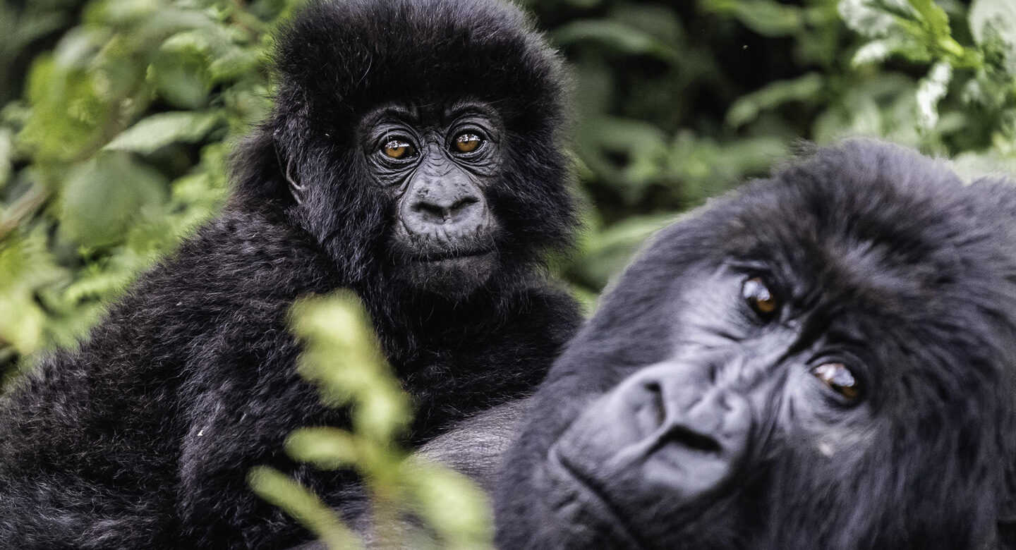 Gorilla Trekking Safaris Combined with Other Wildlife Safaris in Rwanda, gorilla trekking Rwanda, Rwanda gorilla safari, Rwanda wildlife safari, gorilla and wildlife safari Rwanda, Rwanda gorilla and Big Five safari, Rwanda Big Five safari, gorilla trekking and safari, Rwanda safari tours, mountain gorilla trekking Rwanda, Volcanoes National Park gorilla trekking, Akagera National Park safari, Nyungwe chimpanzee trekking, Rwanda chimpanzee safari, Rwanda primate safari, golden monkey trekking Rwanda, gorilla and chimpanzee safari Rwanda, Rwanda wildlife tours, Rwanda safari itinerary, Rwanda gorilla safari itinerary, Rwanda adventure safari, luxury Rwanda gorilla safari, private Rwanda safari, Rwanda wildlife holiday, Rwanda safari and gorilla trekking, gorilla trekking holiday Rwanda, best Rwanda gorilla safari, Rwanda safari packages, Rwanda safari holidays, African gorilla safari, East Africa gorilla safari, Rwanda Big Five and gorilla tour, gorilla and Akagera safari, Akagera wildlife safari, Akagera game drives, Akagera boat safari, Rwanda game drive safari, Rwanda safari wildlife, Rwanda rainforest safari, Nyungwe Forest safari, Rwanda primate trekking, chimpanzee trekking Rwanda, golden monkey safari Rwanda, Rwanda gorilla tour, Kigali gorilla safari, Kigali to Volcanoes National Park, Rwanda safari from Kigali, gorilla trekking from Kigali, Rwanda wildlife adventure, Rwanda conservation safari, responsible gorilla tourism Rwanda, sustainable safari Rwanda, gorilla conservation Rwanda, mountain gorilla conservation, Rwanda safari company, Rwanda tour operator, Rwanda travel company, Rock Journeys Rwanda, Rock Journeys safari, Rock Journeys gorilla trekking, gorilla safari with Rock Journeys, Rwanda safari expert, Rwanda gorilla trekking permits, Rwanda gorilla permit, gorilla trekking cost Rwanda, best time for gorilla trekking Rwanda, best time for Rwanda safari, Rwanda safari planning, Rwanda safari guide, Rwanda travel guide, gorilla trekking packing list, gorilla trekking tips Rwanda, gorilla trekking experience Rwanda, mountain gorilla encounter, gorilla family trekking Rwanda, silverback gorilla Rwanda, endangered mountain gorillas Rwanda, Volcanoes National Park safari, Akagera and Volcanoes safari, Volcanoes and Nyungwe safari, Rwanda three national parks safari, Rwanda multi park safari, Rwanda wildlife itinerary, 7 day Rwanda gorilla safari, 10 day Rwanda safari, Rwanda luxury wildlife safari, Rwanda family safari, Rwanda honeymoon safari, Rwanda photographic safari, Rwanda birding safari, Rwanda eco safari, Rwanda cultural and wildlife safari, Rwanda nature safari, Rwanda safari and primate tour, best wildlife safari Rwanda, Rwanda safari destinations, wildlife viewing Rwanda, gorilla trekking Africa, African wildlife safari, East Africa safari and gorilla trekking