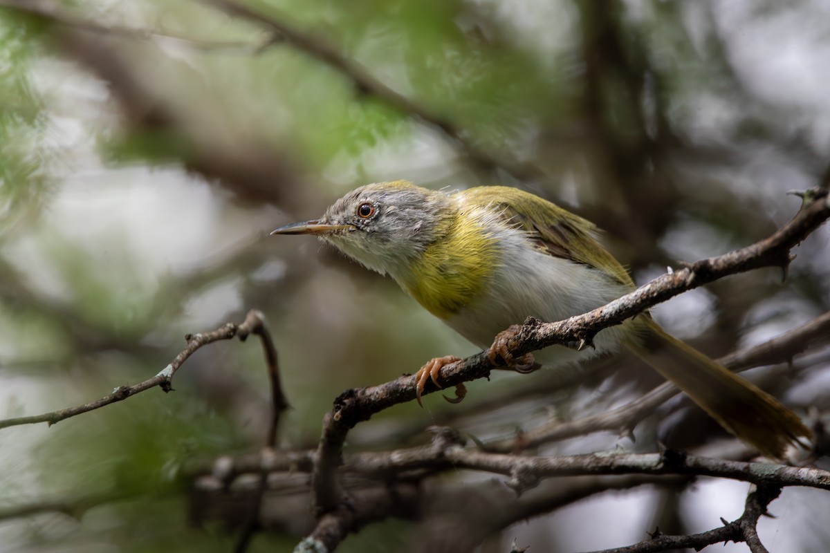 Forest trail for guided birdwatching