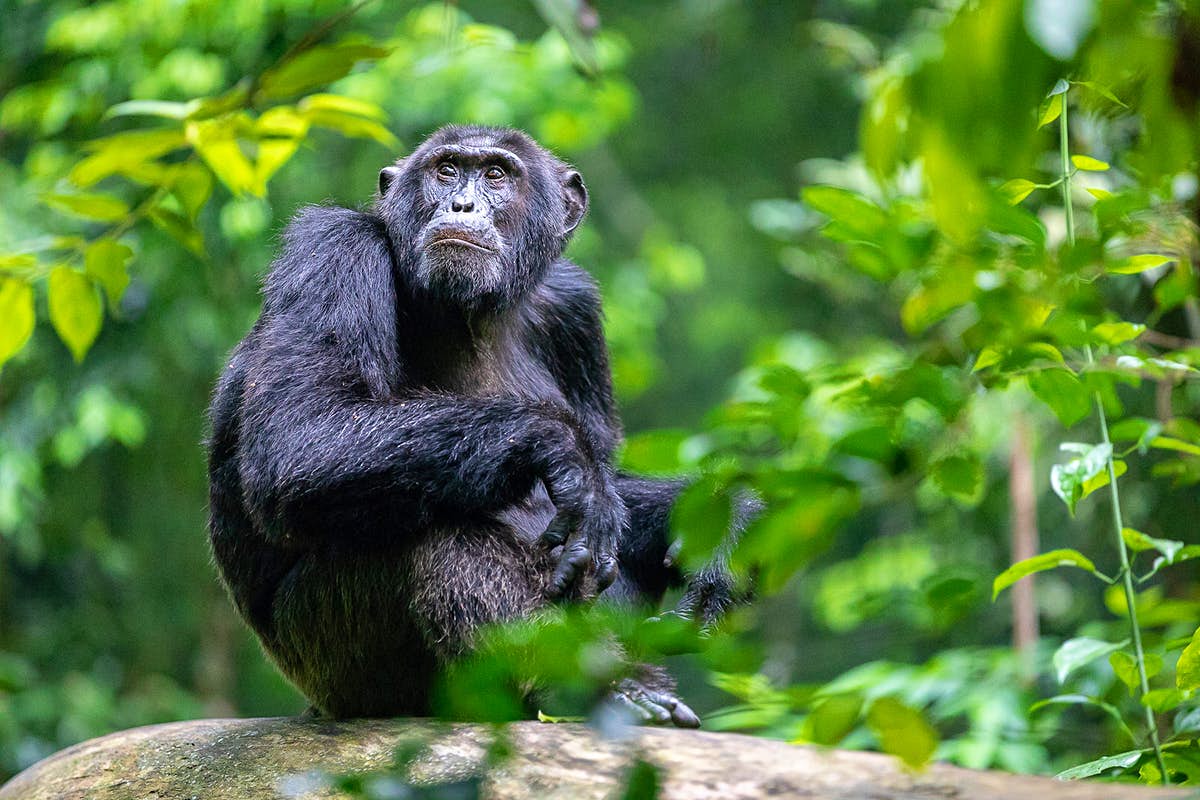 Green mountain landscape on a Rwanda nature tour