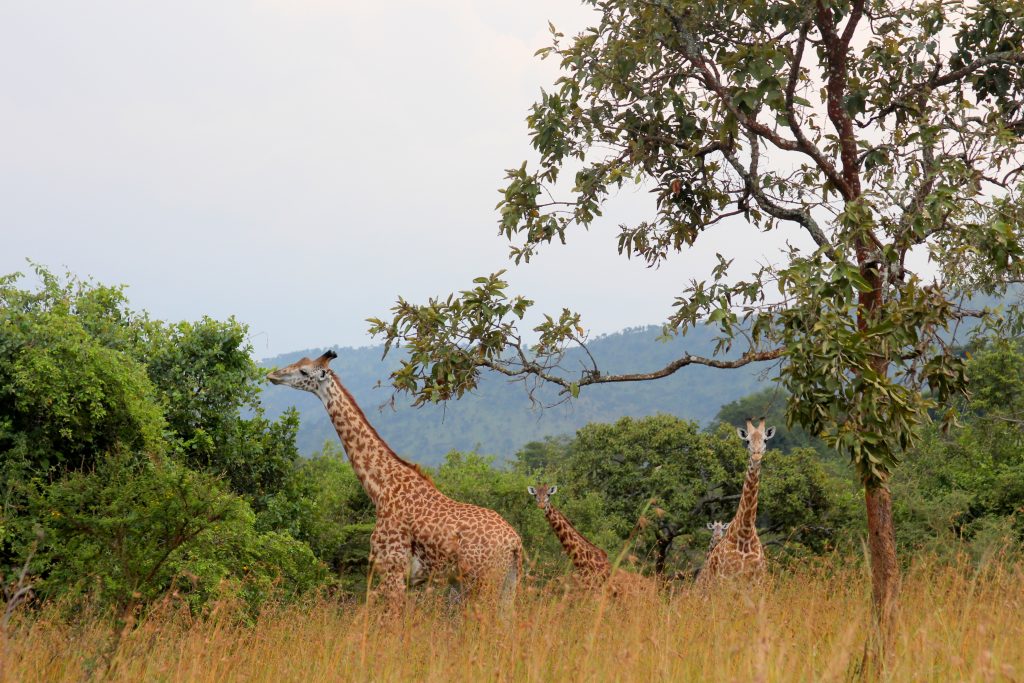 Mutumba Hills hike