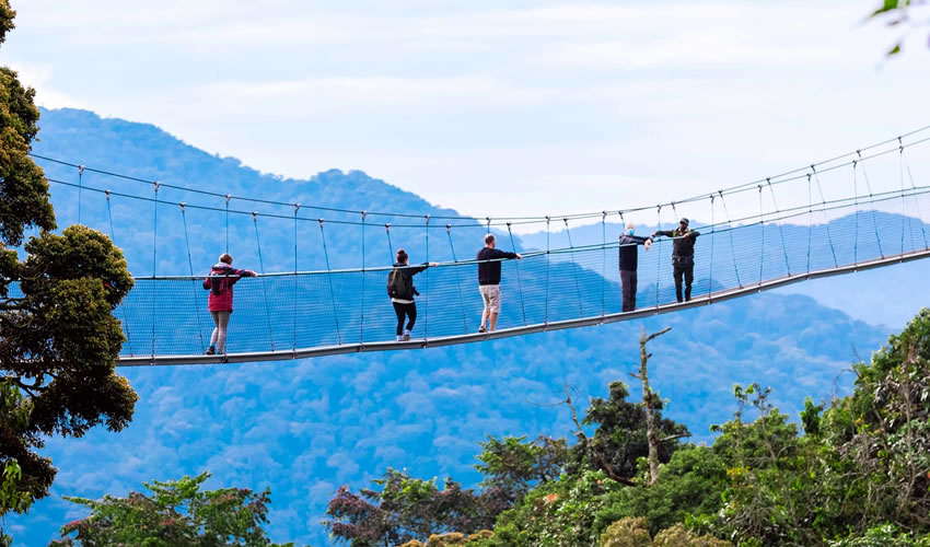 Dense rainforest on a Nyungwe forest adventure