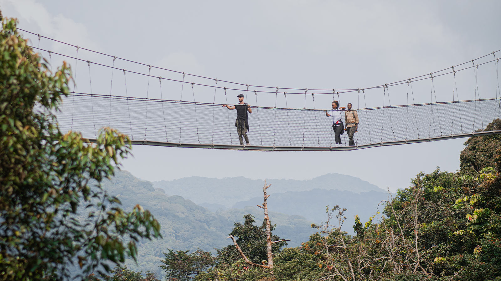 Lush tropical rainforest representing Nyungwe Forest
