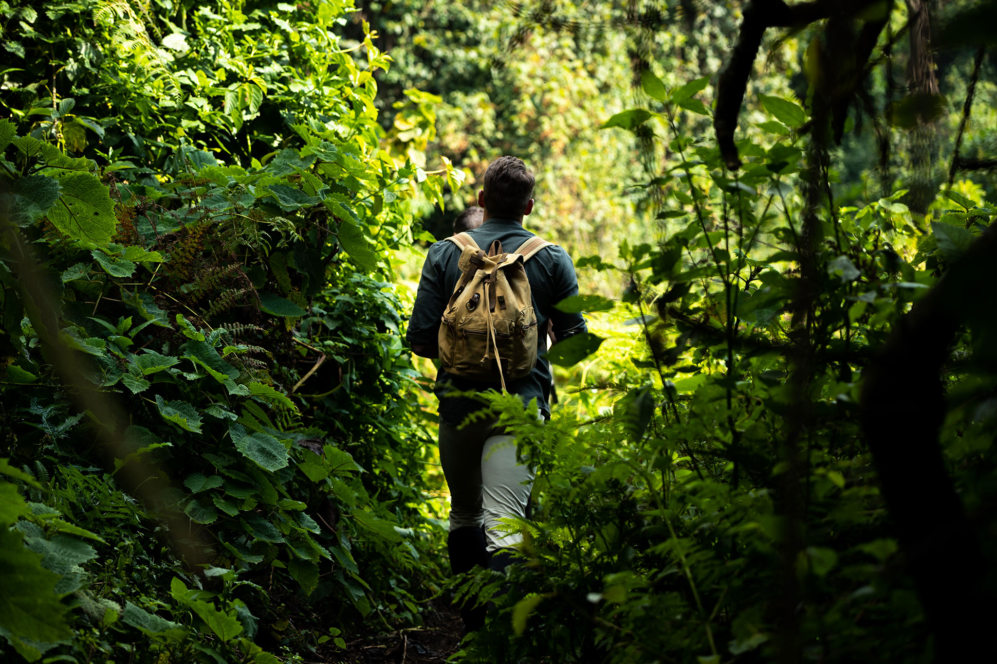Forest trail surrounded by lush green vegetation