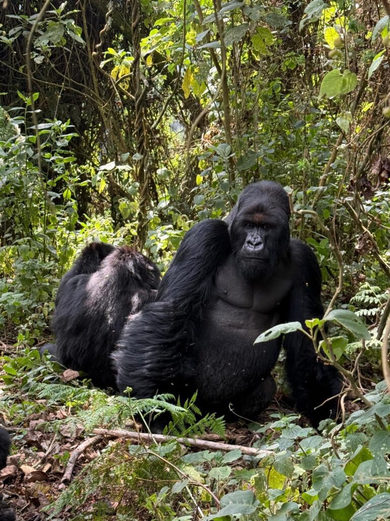 Gorilla Trekking in Rwanda and Uganda, Rwanda gorilla trekking, Uganda gorilla trekking, Rwanda gorilla safari, Uganda gorilla safari, Rwanda Uganda gorilla safari, gorilla trekking Rwanda, gorilla trekking Uganda, mountain gorilla trekking Rwanda, mountain gorilla trekking Uganda, Rwanda mountain gorilla trekking, Uganda mountain gorilla trekking, Volcanoes National Park gorilla trekking, Volcanoes National Park gorillas, Bwindi gorilla trekking, Bwindi Impenetrable Forest gorilla trekking, Bwindi Impenetrable National Park gorillas, Rwanda gorilla tour, Uganda gorilla tour, Rwanda gorilla holiday, Uganda gorilla holiday, Rwanda Uganda safari, Rwanda Uganda tour, Rwanda Uganda wildlife safari, East Africa gorilla safari, East Africa gorilla trekking, African gorilla trekking, African gorilla safari, mountain gorilla experience Rwanda, mountain gorilla experience Uganda, private gorilla trekking Rwanda, private gorilla safari Uganda, luxury gorilla trekking Rwanda, luxury gorilla trekking Uganda, Rwanda luxury safari, Uganda luxury safari, Rwanda gorilla trekking tour, Uganda gorilla trekking safari, Rwanda gorilla trekking itinerary, Uganda gorilla safari itinerary, Rwanda Uganda safari itinerary, gorilla trekking itinerary Rwanda Uganda, gorilla conservation Rwanda, gorilla conservation Uganda, gorilla conservation Rwanda Uganda, mountain gorilla conservation, gorilla conservation tour, responsible gorilla trekking, responsible wildlife tourism, sustainable gorilla tourism, Rwanda conservation tourism, Uganda conservation tourism, best time for gorilla trekking Rwanda, best time for gorilla trekking Uganda, gorilla trekking permits Rwanda, gorilla trekking permits Uganda, gorilla trekking experience, gorilla trekking adventure, Rwanda gorilla experience, Uganda gorilla experience, gorilla and golden monkey trekking Rwanda, gorilla chimpanzee golden monkey safari, African primate safari, East Africa primate safari, Rwanda primate safari, Uganda primate safari, Rwanda Uganda tour operator, Rwanda gorilla tour operator, Uganda gorilla tour operator, Rock Journeys gorilla trekking
