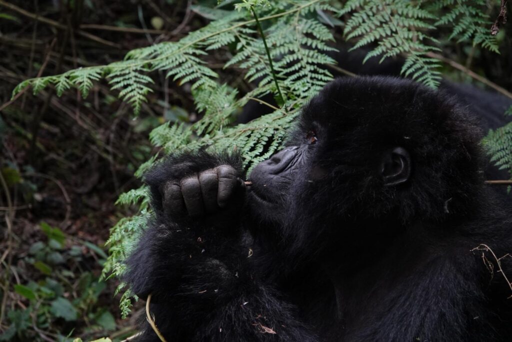 mountain gorillas in Rwanda, gorilla trekking Rwanda, Rwanda gorilla trekking, Rwanda gorilla safari, gorilla safari Rwanda, Rwanda gorilla tours, gorilla trekking tours Rwanda, mountain gorilla trekking Rwanda, Volcanoes National Park gorilla trekking, Volcanoes National Park Rwanda, Rwanda mountain gorillas, gorilla tracking Rwanda, Rwanda gorilla tracking, gorilla permit Rwanda, Rwanda gorilla permit price, Rwanda gorilla trekking cost, Rwanda gorilla safari cost, Rwanda gorilla trekking 2026, Rwanda gorilla trekking 2027, Rwanda gorilla tours 2026, Rwanda gorilla tours 2027, best time for gorilla trekking Rwanda, gorilla trekking season Rwanda, Rwanda gorilla trekking age limit, Rwanda gorilla trekking rules, Rwanda gorilla trekking requirements, Rwanda gorilla trekking itinerary, Rwanda gorilla trekking packages, Rwanda gorilla trekking holidays, Rwanda gorilla adventure, Rwanda wildlife safari, Rwanda safari, Rwanda safari tours, Rwanda wildlife tours, Rwanda luxury gorilla safari, Rwanda private gorilla safari, Rwanda budget gorilla safari, Rwanda primate safari, Rwanda primate tracking, golden monkey trekking Rwanda, golden monkey tracking Rwanda, chimpanzee trekking Rwanda, Nyungwe chimpanzee trekking, Nyungwe National Park safari, Akagera National Park safari, Akagera game drives, Rwanda Big Five safari, Kigali city tour, Kigali Rwanda tours, Rwanda cultural tours, Rwanda cultural experiences, Rwanda conservation tourism, mountain gorilla conservation Rwanda, Dian Fossey gorillas Rwanda, Virunga Mountains gorillas, Virunga gorilla trekking, gorilla trekking Volcanoes National Park, gorilla families Rwanda, silverback gorilla Rwanda, gorilla photography Rwanda, gorilla trekking packing list, what to wear gorilla trekking Rwanda, Rwanda gorilla trekking preparation, Rwanda gorilla trekking difficulty, Rwanda gorilla trekking experience, gorilla trekking from Kigali, Kigali to Volcanoes National Park, Rwanda safari and gorilla trekking, Rwanda gorilla and Akagera safari, Rwanda gorilla and chimpanzee safari, Rwanda primate trekking, Rwanda adventure safari, Uganda gorilla trekking, Uganda gorilla safari, Bwindi gorilla trekking, Bwindi Impenetrable National Park, Mgahinga Gorilla National Park, Rwanda vs Uganda gorilla trekking, East Africa gorilla safari, East Africa gorilla trekking, Africa gorilla trekking, best gorilla trekking destination Africa, best place to see mountain gorillas, gorilla trekking East Africa, gorilla trekking holiday Africa, gorilla safari holidays Africa, African mountain gorillas, endangered mountain gorillas, responsible gorilla tourism, sustainable gorilla tourism, Rwanda wildlife conservation, Rwanda eco tourism, Rwanda nature tours, Rwanda adventure tours, Rwanda safari holidays, Rwanda travel 2026, Rwanda travel 2027, Rock Journeys Rwanda gorilla safari