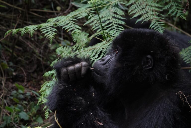 mountain gorillas in Rwanda, gorilla trekking Rwanda, Rwanda gorilla trekking, Rwanda gorilla safari, gorilla safari Rwanda, Rwanda gorilla tours, gorilla trekking tours Rwanda, mountain gorilla trekking Rwanda, Volcanoes National Park gorilla trekking, Volcanoes National Park Rwanda, Rwanda mountain gorillas, gorilla tracking Rwanda, Rwanda gorilla tracking, gorilla permit Rwanda, Rwanda gorilla permit price, Rwanda gorilla trekking cost, Rwanda gorilla safari cost, Rwanda gorilla trekking 2026, Rwanda gorilla trekking 2027, Rwanda gorilla tours 2026, Rwanda gorilla tours 2027, best time for gorilla trekking Rwanda, gorilla trekking season Rwanda, Rwanda gorilla trekking age limit, Rwanda gorilla trekking rules, Rwanda gorilla trekking requirements, Rwanda gorilla trekking itinerary, Rwanda gorilla trekking packages, Rwanda gorilla trekking holidays, Rwanda gorilla adventure, Rwanda wildlife safari, Rwanda safari, Rwanda safari tours, Rwanda wildlife tours, Rwanda luxury gorilla safari, Rwanda private gorilla safari, Rwanda budget gorilla safari, Rwanda primate safari, Rwanda primate tracking, golden monkey trekking Rwanda, golden monkey tracking Rwanda, chimpanzee trekking Rwanda, Nyungwe chimpanzee trekking, Nyungwe National Park safari, Akagera National Park safari, Akagera game drives, Rwanda Big Five safari, Kigali city tour, Kigali Rwanda tours, Rwanda cultural tours, Rwanda cultural experiences, Rwanda conservation tourism, mountain gorilla conservation Rwanda, Dian Fossey gorillas Rwanda, Virunga Mountains gorillas, Virunga gorilla trekking, gorilla trekking Volcanoes National Park, gorilla families Rwanda, silverback gorilla Rwanda, gorilla photography Rwanda, gorilla trekking packing list, what to wear gorilla trekking Rwanda, Rwanda gorilla trekking preparation, Rwanda gorilla trekking difficulty, Rwanda gorilla trekking experience, gorilla trekking from Kigali, Kigali to Volcanoes National Park, Rwanda safari and gorilla trekking, Rwanda gorilla and Akagera safari, Rwanda gorilla and chimpanzee safari, Rwanda primate trekking, Rwanda adventure safari, Uganda gorilla trekking, Uganda gorilla safari, Bwindi gorilla trekking, Bwindi Impenetrable National Park, Mgahinga Gorilla National Park, Rwanda vs Uganda gorilla trekking, East Africa gorilla safari, East Africa gorilla trekking, Africa gorilla trekking, best gorilla trekking destination Africa, best place to see mountain gorillas, gorilla trekking East Africa, gorilla trekking holiday Africa, gorilla safari holidays Africa, African mountain gorillas, endangered mountain gorillas, responsible gorilla tourism, sustainable gorilla tourism, Rwanda wildlife conservation, Rwanda eco tourism, Rwanda nature tours, Rwanda adventure tours, Rwanda safari holidays, Rwanda travel 2026, Rwanda travel 2027, Rock Journeys Rwanda gorilla safari