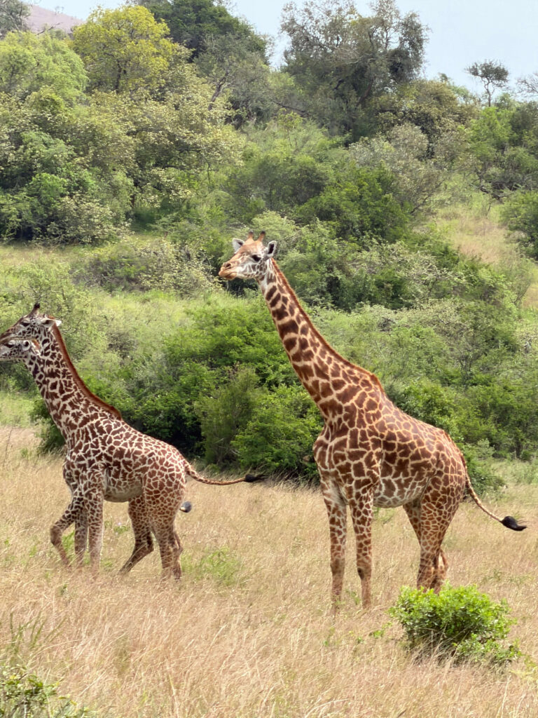 Wildlife Safaris in Rwanda, Uganda, Tanzania and Kenya, Rwanda wildlife safari, Uganda wildlife safari, Tanzania wildlife safari, Kenya wildlife safari, Rwanda Uganda Tanzania Kenya safari, East Africa safari, East Africa wildlife safari, East Africa safari holiday, Rwanda safari holiday, Uganda safari holiday, Tanzania safari holiday, Kenya safari holiday, Rwanda wildlife tour, Uganda wildlife tour, Tanzania wildlife tour, Kenya wildlife tour, Rwanda Uganda safari, Uganda Tanzania safari, Kenya Tanzania safari, Rwanda Uganda wildlife tour, Rwanda Uganda Tanzania safari, Big Five safari Rwanda, Big Five safari Uganda, Big Five safari Tanzania, Big Five safari Kenya, Akagera National Park safari, Akagera wildlife safari, Rwanda Big Five safari, Rwanda game drive, Akagera game drive, gorilla trekking Rwanda, golden monkey trekking Rwanda, Uganda gorilla trekking, Uganda chimpanzee trekking, Kibale chimpanzee trekking, Queen Elizabeth National Park safari, Murchison Falls safari, Uganda rainforest safari, Uganda savannah safari, Serengeti safari, Serengeti wildlife safari, Great Migration safari Tanzania, Tanzania Great Migration, Ngorongoro Crater safari, Ngorongoro safari Tanzania, Tarangire National Park safari, Tanzania Big Five safari, Maasai Mara safari, Maasai Mara wildlife safari, Kenya Big Five safari, Kenya wildlife tour, Amboseli National Park safari, Tsavo National Park safari, Kenya Tanzania safari, Maasai Mara Serengeti safari, Great Migration Kenya Tanzania, African safari, African wildlife safari, luxury East Africa safari, private East Africa safari, customized East Africa safari, sustainable wildlife tourism, responsible wildlife safari, East Africa conservation tourism, best time for East Africa safari, East Africa safari itinerary, Rwanda Uganda Tanzania Kenya itinerary, multi-country East Africa safari, East Africa safari operator