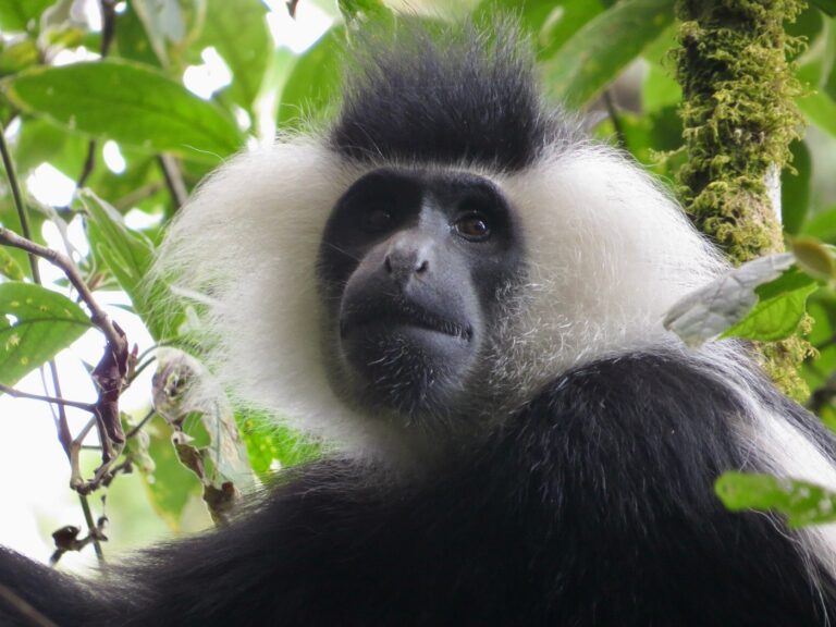 Chimp Treks in Nyungwe National Park, chimpanzee trekking Rwanda, chimpanzee tracking Rwanda, chimpanzee trekking in Nyungwe, Nyungwe chimpanzee trek, Nyungwe chimpanzee tracking, Nyungwe National Park chimpanzees, chimpanzee safari Rwanda, Rwanda chimpanzee safari, Rwanda chimpanzee tours, Nyungwe National Park safari, Nyungwe Forest safari, Nyungwe rainforest safari, Nyungwe wildlife safari, Nyungwe primate safari, primate safari Rwanda, Rwanda primate safari, primate trekking Rwanda, primate tours Rwanda, Rwanda wildlife tours, Rwanda wildlife safari, Rwanda safari tours, Rwanda rainforest tours, Rwanda forest trekking, Nyungwe forest trekking, chimpanzee tours Nyungwe, chimpanzee adventure Rwanda, chimpanzee experience Rwanda, chimpanzee tracking safari, chimpanzee trekking tour, Rwanda primate trekking, primates of Nyungwe, primates in Rwanda, Nyungwe monkeys, colobus monkeys Rwanda, black and white colobus Rwanda, blue monkeys Rwanda, L'Hoest's monkeys Rwanda, Rwanda biodiversity, Nyungwe biodiversity, Nyungwe conservation, chimpanzee conservation Rwanda, primate conservation Rwanda, Rwanda wildlife conservation, responsible tourism Rwanda, sustainable tourism Rwanda, Rwanda ecotourism, Rwanda nature tours, Rwanda nature safari, Nyungwe Canopy Walk, canopy walk Rwanda, Nyungwe canopy experience, Nyungwe hiking, Nyungwe hiking tours, rainforest hiking Rwanda, Rwanda wildlife photography, chimpanzee photography Rwanda, private Rwanda safari, private chimpanzee safari, luxury Rwanda safari, luxury chimpanzee safari, tailor made Rwanda safari, custom Rwanda safari, Rwanda adventure safari, Rwanda forest safari, Rwanda wildlife adventure, Rock Journeys Rwanda, Rock Journeys chimpanzee safari, Rock Journeys Nyungwe safari, best chimpanzee trekking Rwanda, gorilla trekking Rwanda, Rwanda gorilla safari, Rwanda wildlife safari, gorilla and wildlife safari Rwanda, Rwanda gorilla and Big Five safari, Rwanda Big Five safari, gorilla trekking and safari, Rwanda safari tours, mountain gorilla trekking Rwanda, Volcanoes National Park gorilla trekking, Akagera National Park safari, Nyungwe chimpanzee trekking, Rwanda chimpanzee safari, Rwanda primate safari, golden monkey trekking Rwanda, gorilla and chimpanzee safari Rwanda, Rwanda wildlife tours, Rwanda safari itinerary, Rwanda gorilla safari itinerary, Rwanda adventure safari, luxury Rwanda gorilla safari, private Rwanda safari, Rwanda wildlife holiday, Rwanda safari and gorilla trekking, gorilla trekking holiday Rwanda, best Rwanda gorilla safari, Rwanda safari packages, Rwanda safari holidays, African gorilla safari, East Africa gorilla safari, Rwanda Big Five and gorilla tour, gorilla and Akagera safari, Akagera wildlife safari, Akagera game drives, Akagera boat safari, Rwanda game drive safari, Rwanda safari wildlife, Rwanda rainforest safari, Nyungwe Forest safari, Rwanda primate trekking, chimpanzee trekking Rwanda, golden monkey safari Rwanda, Rwanda gorilla tour, Kigali gorilla safari, Kigali to Volcanoes National Park, Rwanda safari from Kigali, gorilla trekking from Kigali, Rwanda wildlife adventure, Rwanda conservation safari, responsible gorilla tourism Rwanda, sustainable safari Rwanda, gorilla conservation Rwanda, mountain gorilla conservation, Rwanda safari company, Rwanda tour operator, Rwanda travel company, Rock Journeys Rwanda, Rock Journeys safari, Rock Journeys gorilla trekking, gorilla safari with Rock Journeys, Rwanda safari expert, Rwanda gorilla trekking permits, Rwanda gorilla permit, gorilla trekking cost Rwanda, best time for gorilla trekking Rwanda, best time for Rwanda safari, Rwanda safari planning, Rwanda safari guide, Rwanda travel guide, gorilla trekking packing list, gorilla trekking tips Rwanda, gorilla trekking experience Rwanda, mountain gorilla encounter, gorilla family trekking Rwanda, silverback gorilla Rwanda, endangered mountain gorillas Rwanda, Volcanoes National Park safari, Akagera and Volcanoes safari, Volcanoes and Nyungwe safari, Rwanda three national parks safari, Rwanda multi park safari, Rwanda wildlife itinerary, 7 day Rwanda gorilla safari, 10 day Rwanda safari, Rwanda luxury wildlife safari, Rwanda family safari, Rwanda honeymoon safari, Rwanda photographic safari, Rwanda birding safari, Rwanda eco safari, Rwanda cultural and wildlife safari, Rwanda nature safari, Rwanda safari and primate tour, best wildlife safari Rwanda, Rwanda safari destinations, wildlife viewing Rwanda, gorilla trekking Africa, African wildlife safari, East Africa safari and gorilla trekking