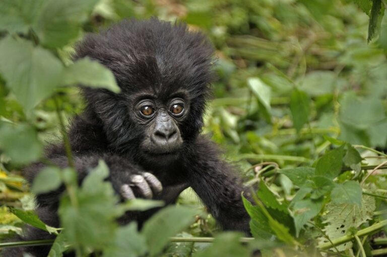 gorilla trekking Rwanda, Rwanda gorilla safari, Rwanda wildlife safari, gorilla and wildlife safari Rwanda, Rwanda gorilla and Big Five safari, Rwanda Big Five safari, gorilla trekking and safari, Rwanda safari tours, mountain gorilla trekking Rwanda, Volcanoes National Park gorilla trekking, Akagera National Park safari, Nyungwe chimpanzee trekking, Rwanda chimpanzee safari, Rwanda primate safari, golden monkey trekking Rwanda, gorilla and chimpanzee safari Rwanda, Rwanda wildlife tours, Rwanda safari itinerary, Rwanda gorilla safari itinerary, Rwanda adventure safari, luxury Rwanda gorilla safari, private Rwanda safari, Rwanda wildlife holiday, Rwanda safari and gorilla trekking, gorilla trekking holiday Rwanda, best Rwanda gorilla safari, Rwanda safari packages, Rwanda safari holidays, African gorilla safari, East Africa gorilla safari, Rwanda Big Five and gorilla tour, gorilla and Akagera safari, Akagera wildlife safari, Akagera game drives, Akagera boat safari, Rwanda game drive safari, Rwanda safari wildlife, Rwanda rainforest safari, Nyungwe Forest safari, Rwanda primate trekking, chimpanzee trekking Rwanda, golden monkey safari Rwanda, Rwanda gorilla tour, Kigali gorilla safari, Kigali to Volcanoes National Park, Rwanda safari from Kigali, gorilla trekking from Kigali, Rwanda wildlife adventure, Rwanda conservation safari, responsible gorilla tourism Rwanda, sustainable safari Rwanda, gorilla conservation Rwanda, mountain gorilla conservation, Rwanda safari company, Rwanda tour operator, Rwanda travel company, Rock Journeys Rwanda, Rock Journeys safari, Rock Journeys gorilla trekking, gorilla safari with Rock Journeys, Rwanda safari expert, Rwanda gorilla trekking permits, Rwanda gorilla permit, gorilla trekking cost Rwanda, best time for gorilla trekking Rwanda, best time for Rwanda safari, Rwanda safari planning, Rwanda safari guide, Rwanda travel guide, gorilla trekking packing list, gorilla trekking tips Rwanda, gorilla trekking experience Rwanda, mountain gorilla encounter, gorilla family trekking Rwanda, silverback gorilla Rwanda, endangered mountain gorillas Rwanda, Volcanoes National Park safari, Akagera and Volcanoes safari, Volcanoes and Nyungwe safari, Rwanda three national parks safari, Rwanda multi park safari, Rwanda wildlife itinerary, 7 day Rwanda gorilla safari, 10 day Rwanda safari, Rwanda luxury wildlife, Gorilla Trekking Safaris Combined with Other Wildlife Safaris in Rwanda